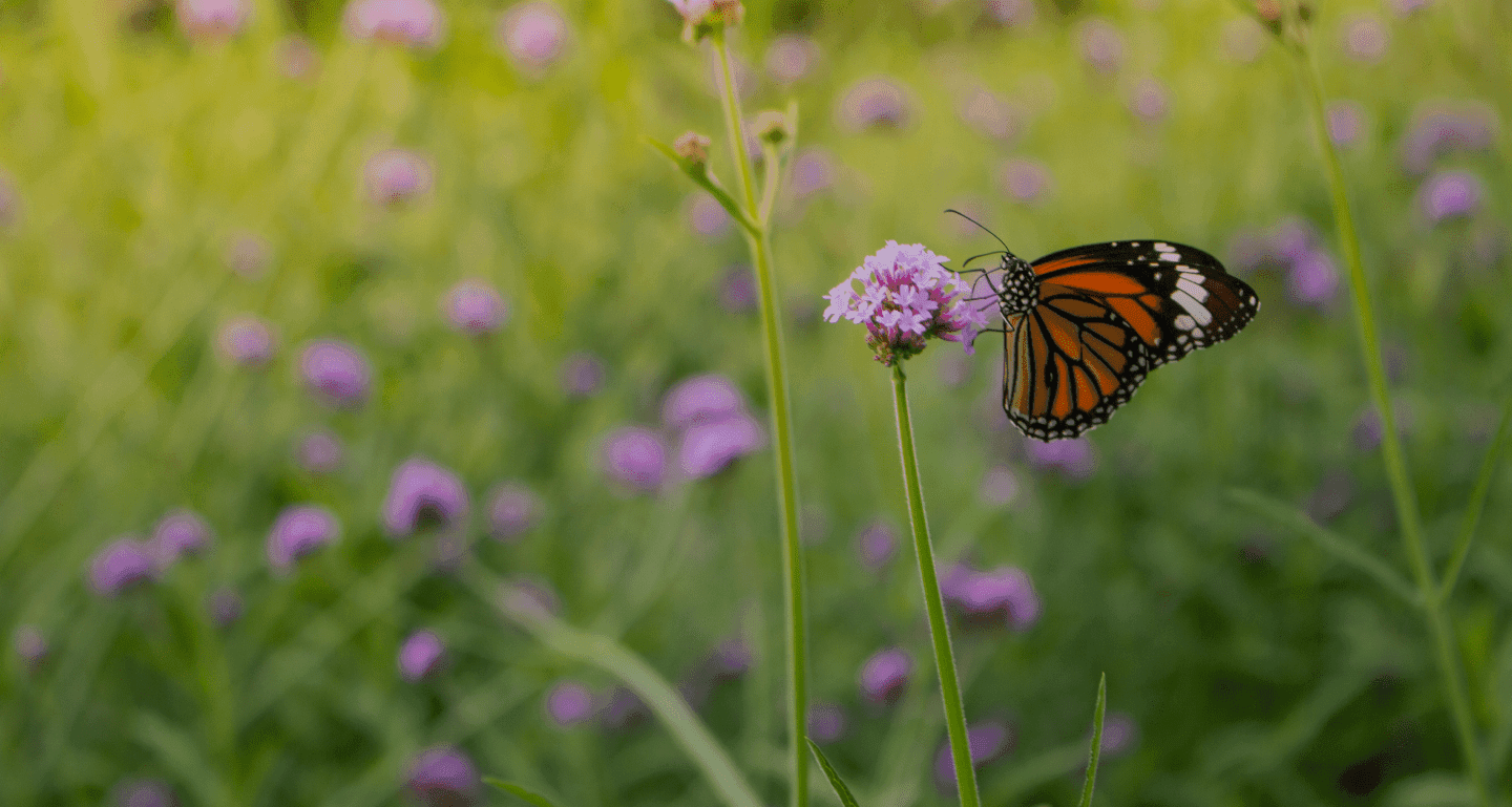 background biodiversity