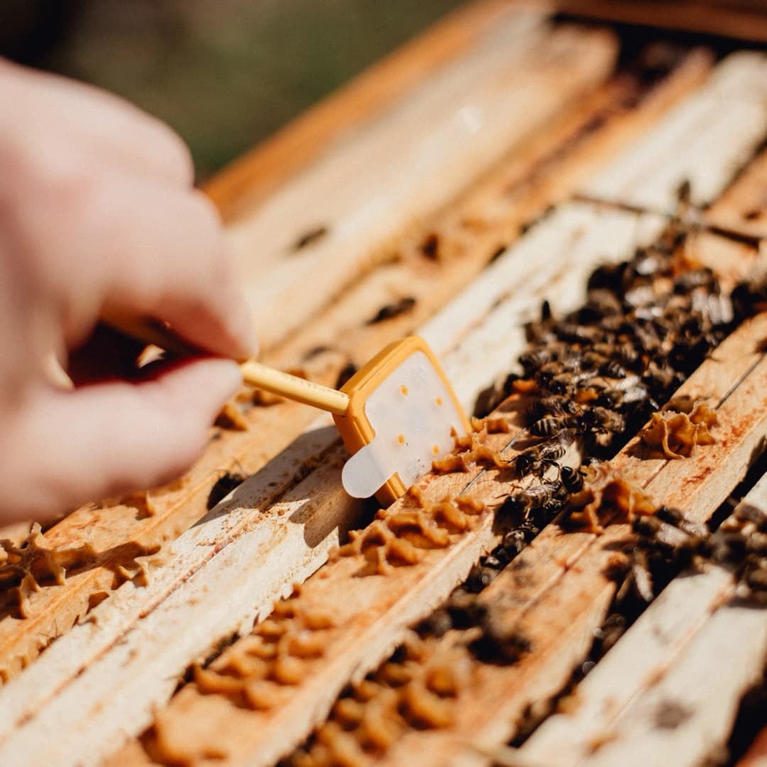 Close-up of a HiveTech 3Bee sensor installed on a hive.