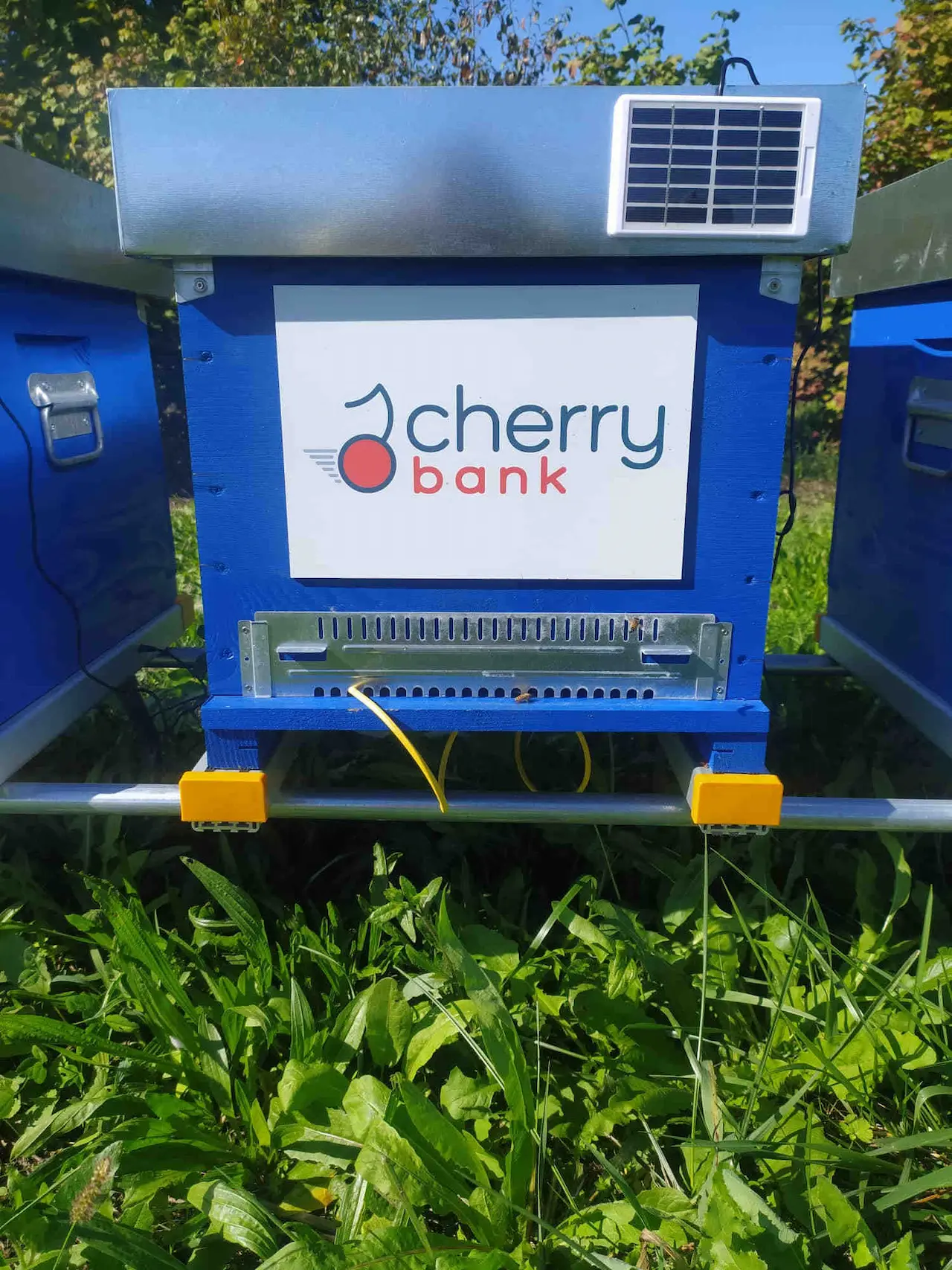 cherry bank