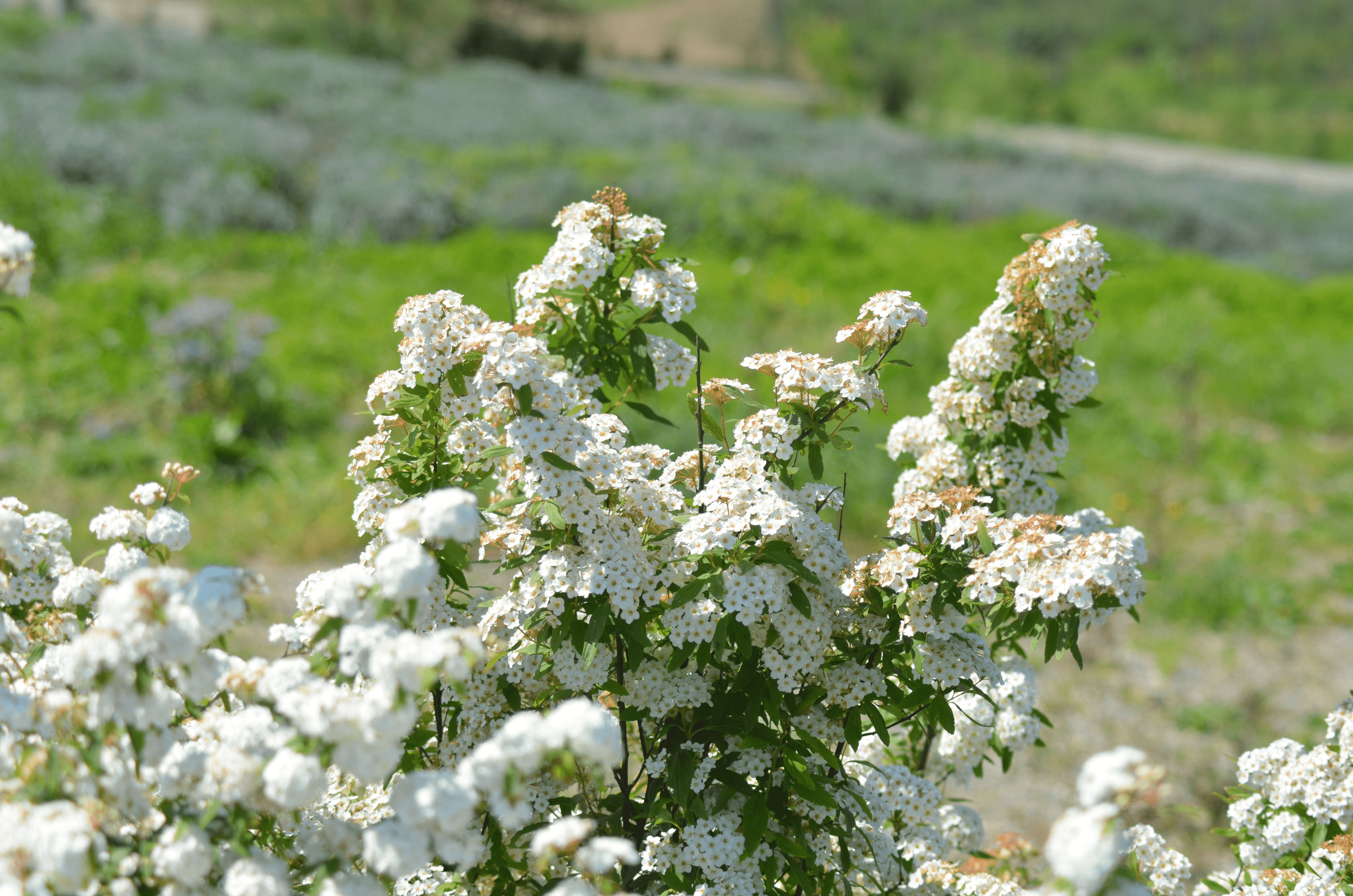 Flores blancas