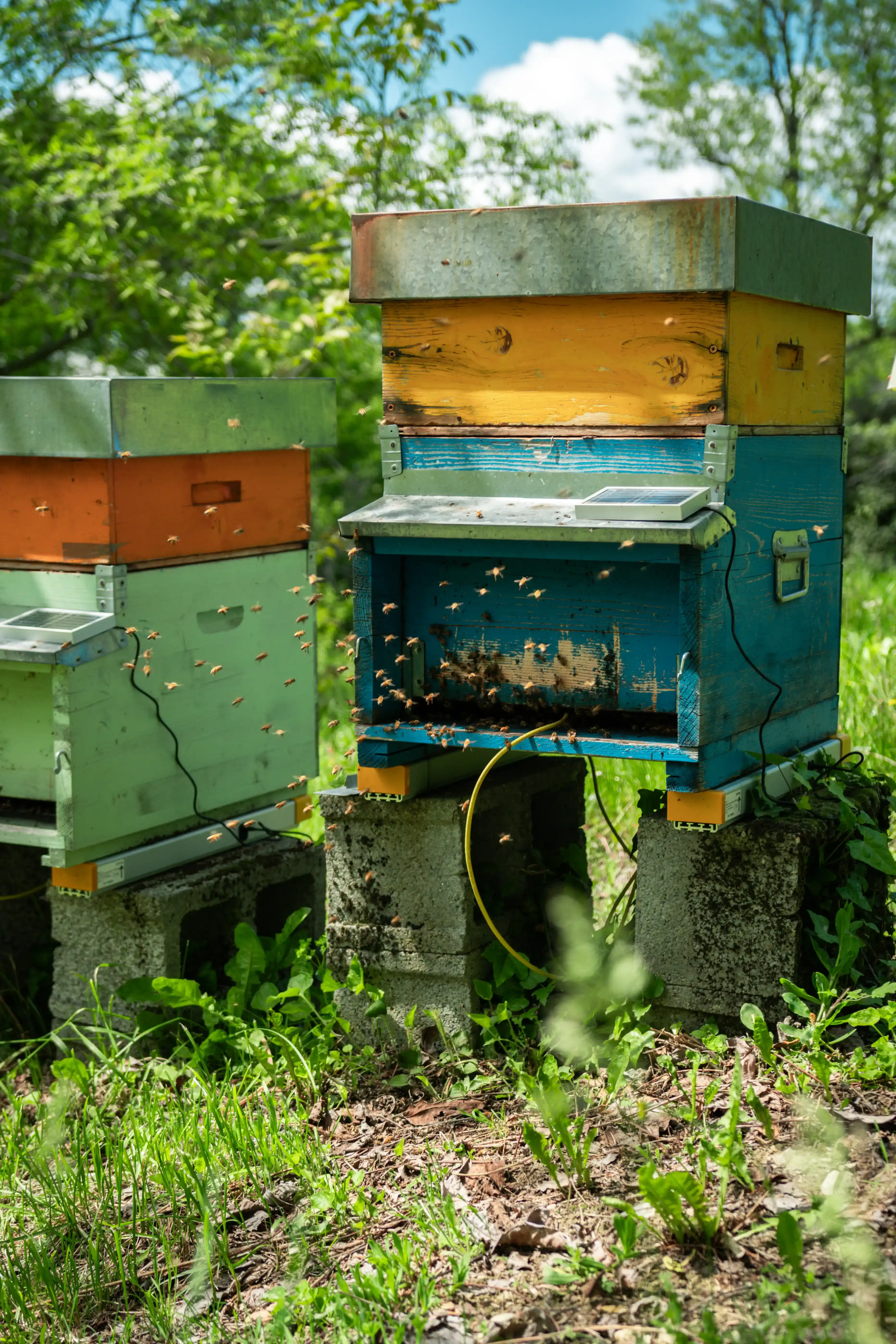 Hive-Tech placed in a bee hive. Bees are flying around it. A solar panel is attached on top.