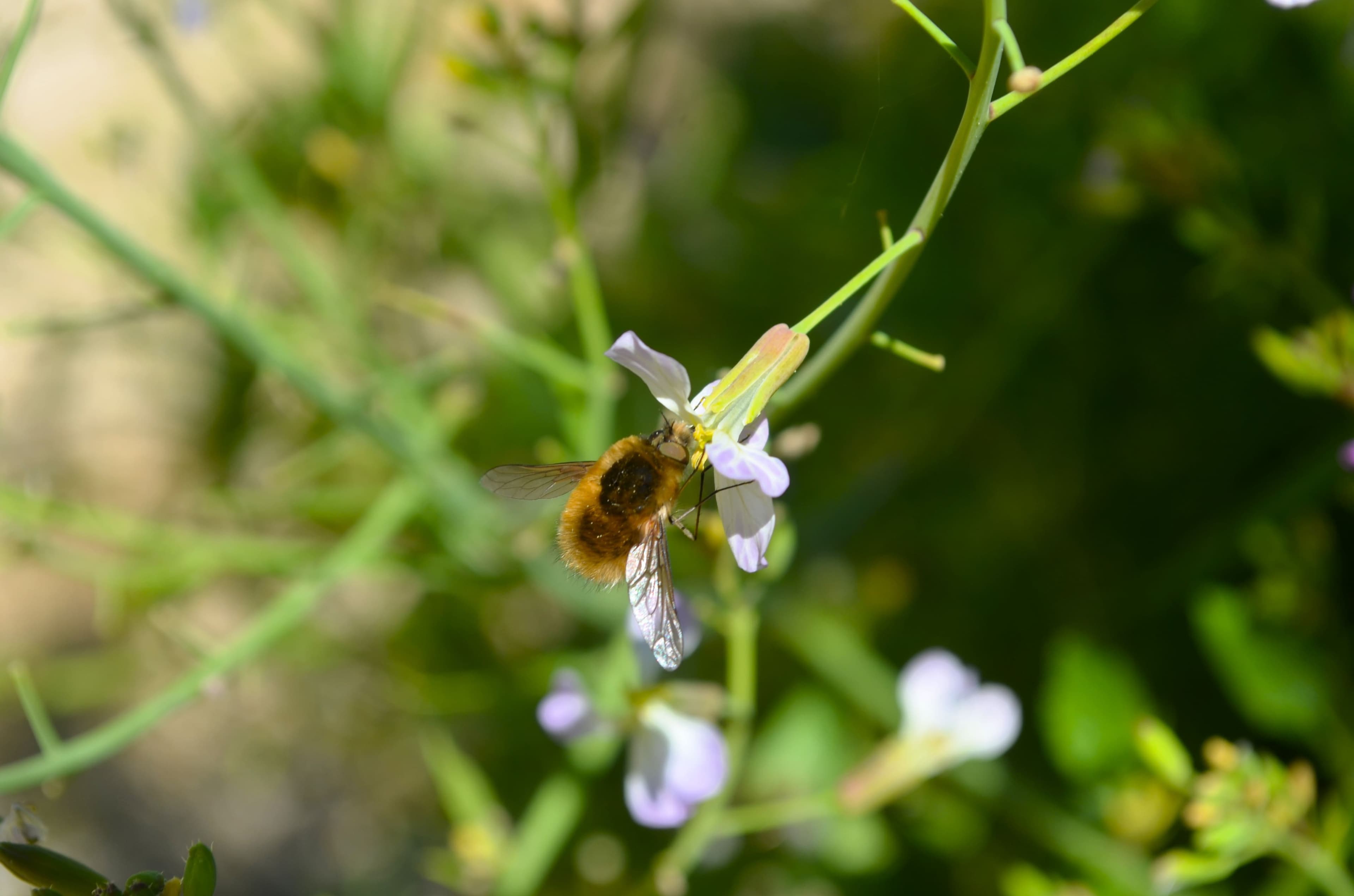 A bee on a flower.