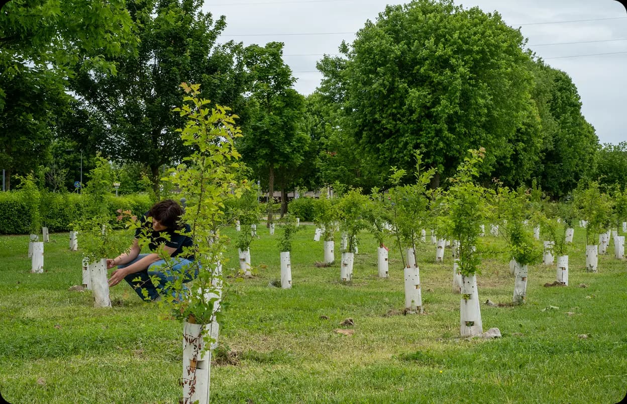Nectar-rich Woods and Arboretums for biodiversity in 3Bee Oases Person caring for young trees in a nectar-rich arboretum of a 3Bee Oasis